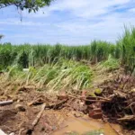 Pertanian di Situbondo, Agrowisata