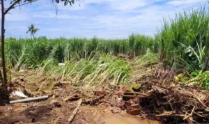 Pertanian di Situbondo, Agrowisata