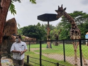 Perubahan Status KBS: Langkah Menuju Pengelolaan yang Lebih Profesional, Harga Tiket Naik?