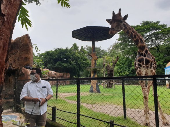 Perubahan Status KBS: Langkah Menuju Pengelolaan yang Lebih Profesional, Harga Tiket Naik?