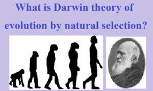 Darwin-theory-of-evolution.png Darwin theory of evolution