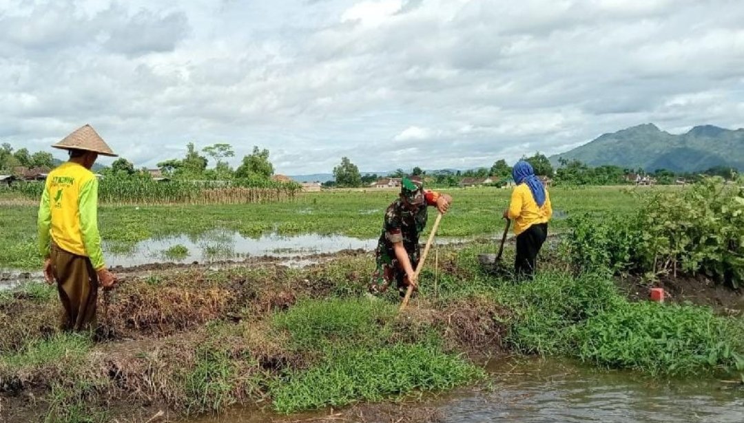 Lewat Semangat Gotong Royong, Babinsa Jaga Urat Nadi Pertanian 1 Lewat Semangat Gotong Royong, Babinsa Jaga Urat Nadi Pertanian
