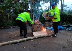 Polres Malang Bongkar Arena Sabung Ayam di Sumberpucung, Berawal dari Laporan 110