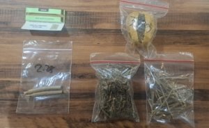 Pengedar Narkotika Jenis Ganja Dibekuk, Satresnarkoba Polrestabes Surabaya Sita Barang Bukti di Dua TKP