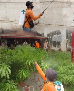 DLH Rayon Surabaya Timur Sigap Tangani Aduan Hama Ulat Bulu di Tambaksegaran Wetan