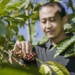 coffee pick