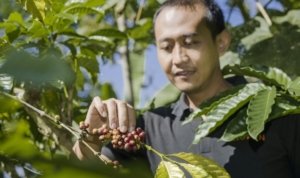 coffee pick