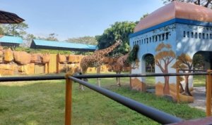 Kebun Binatang Surabaya, PD ,Perumda