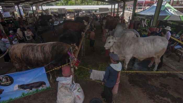 Peluang Usaha di Tengah Ketidakpastian: Kisah Sofi yang Berani Terjun ke Peternakan Sapi 1 Sofi Indriasari, DPRD Bondowoso ,Fraksi PDI Perjuangan
