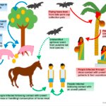 nipah-infection.jpg nipah infection