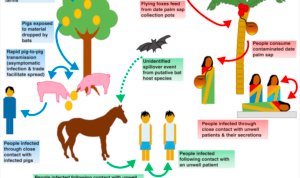 nipah infection