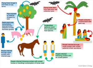 Perubahan Kebijakan Terkait Virus Nipah di Singapura