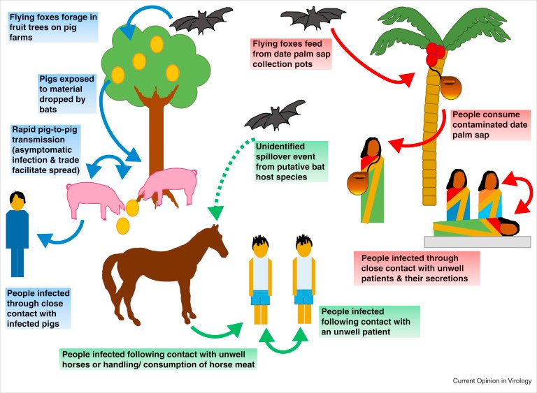Perubahan Kebijakan Terkait Virus Nipah di Singapura