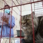 Pemkot Surabaya, Layanan Penitipan Hewan Peliharaan,