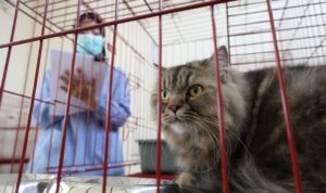 Pemkot Surabaya, Layanan Penitipan Hewan Peliharaan,