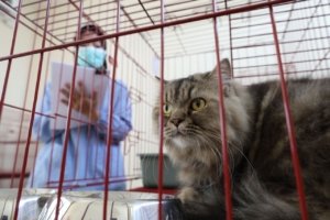 Pemkot Surabaya, Layanan Penitipan Hewan Peliharaan,