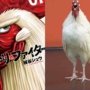 Pengalaman Menonton yang Unik dengan “Rooster Fighter” di Hulu