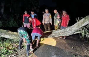TNI-Polri Sigap Evakuasi Pohon Tumbang Akibat Cuaca Ekstrem di Trenggalek