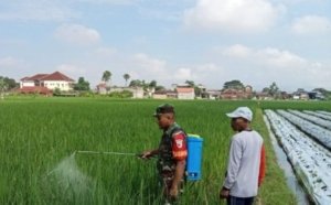 Antisipasi Serangan Ulat dan Belalang, Serda Andri Dampingi Petani Semprot Hama