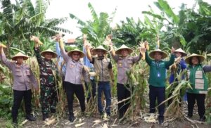 Dukung Asta Cita, Polres Pelabuhan Tanjung Perak Panen 1,6 Ton Jagung di Tambak Wedi