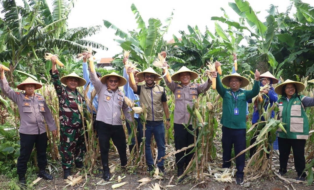 Dukung Asta Cita, Polres Pelabuhan Tanjung Perak Panen 1,6 Ton Jagung di Tambak Wedi