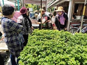 Inovasi Pertanian di Tengah Kota: Kebun Sayur Surabaya sebagai Contoh Urban Farming