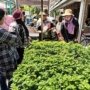 Inovasi Pertanian di Tengah Kota: Kebun Sayur Surabaya sebagai Contoh Urban Farming