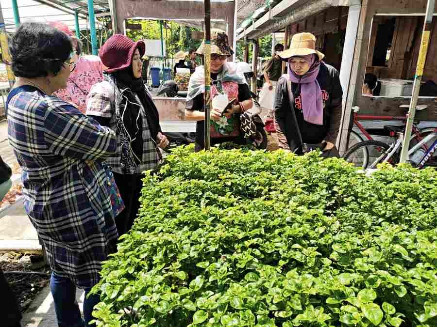 Inovasi Pertanian di Tengah Kota: Kebun Sayur Surabaya sebagai Contoh Urban Farming