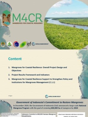 Peran Mangrove dalam Ekosistem Nasional