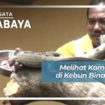 2002480 07 Melihat Komodo di Keb YZcx6J7 20200312174316 custom