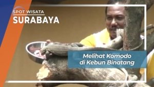 Kebun Binatang Surabaya Jadi Pilar Persahabatan RI-Jepang Melalui Kolaborasi Konservasi