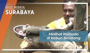 2002480 07 Melihat Komodo di Keb YZcx6J7 20200312174316 custom