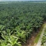Aspek Pajak Perkebunan Kelapa sawit 300x168 1