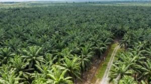 Tren Peningkatan Restitusi Pajak yang Mengkhawatirkan