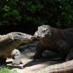 Kebun Binatang Surabaya, Komodo Konservasi Internasional, Komodo, Jepang , KBS, Kebun Binatang Surabaya,