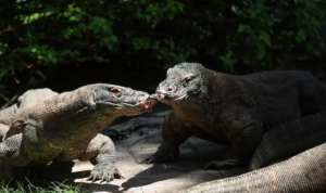 Kebun Binatang Surabaya, Komodo Konservasi Internasional, Komodo, Jepang , KBS, Kebun Binatang Surabaya,