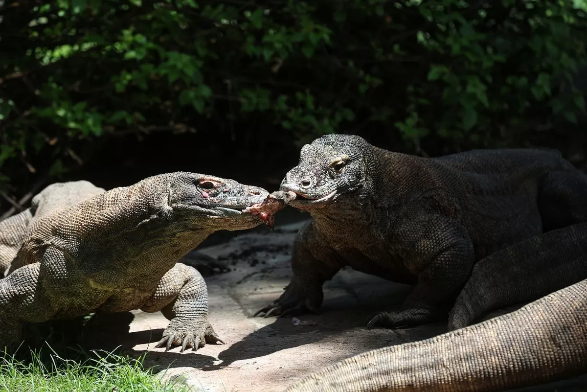 Kebun Binatang Surabaya, Komodo