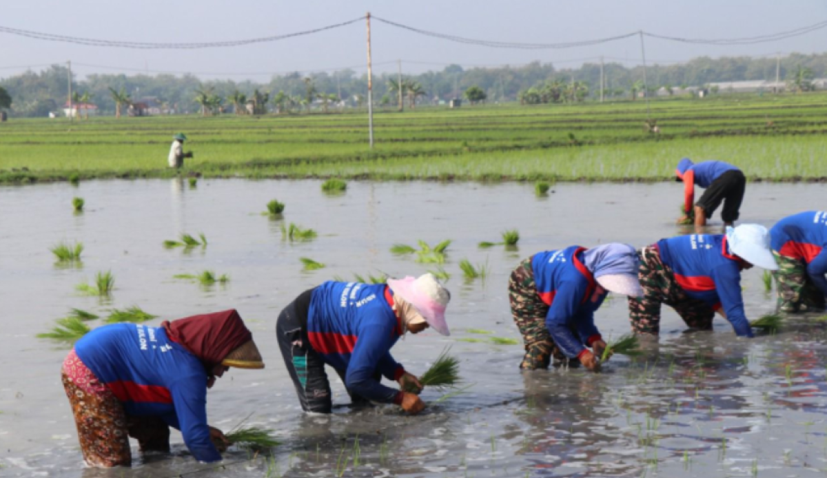 Kementan , Pertanian Jawa Timur, Musim Kemarau