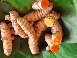 Potensi Besar Jawa Timur dalam Pengembangan Obat Bahan Alami