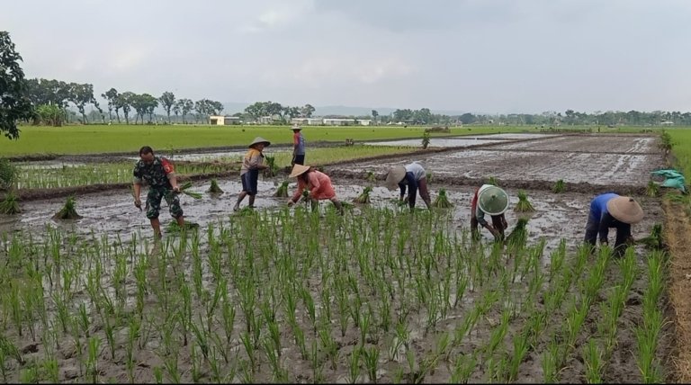 Dukung Ketahanan Pangan Nasional, Serma Agus Dampingi Petani Tanam Padi