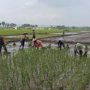 Dukung Ketahanan Pangan Nasional, Serma Agus Dampingi Petani Tanam Padi