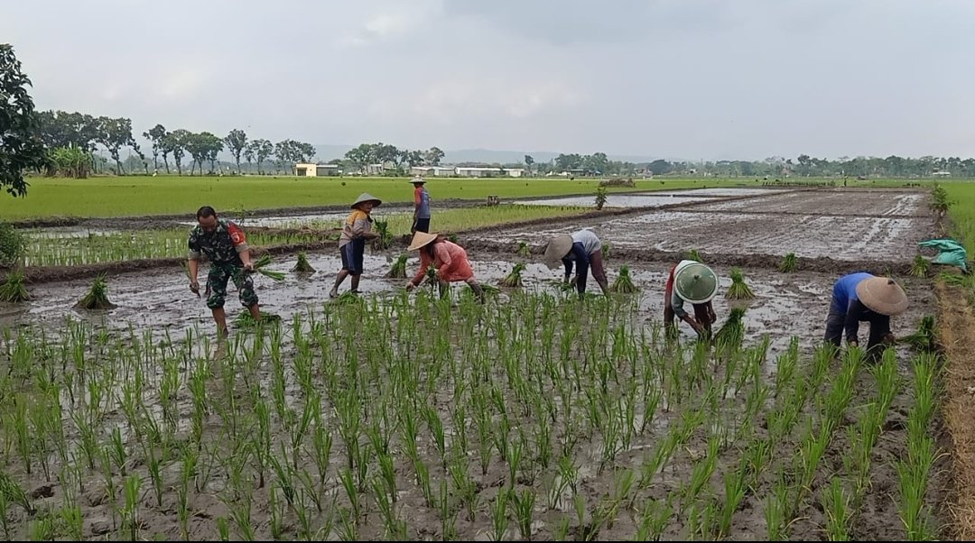 Dukung Ketahanan Pangan Nasional, Serma Agus Dampingi Petani Tanam Padi