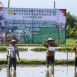 Banyuwangi, Tanam Padi, Musim Kemarau
