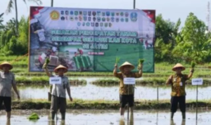 Banyuwangi, Tanam Padi, Musim Kemarau