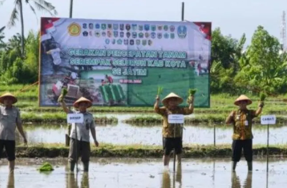 Banyuwangi, Tanam Padi, Musim Kemarau