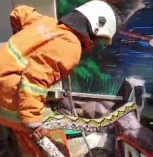 BPBD Surabaya Evakuasi Ular Sanca Kembang: Proses dan Tantangan