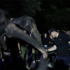 Pemkot Surabaya Perbaiki Penataan KBS untuk Konsep Night Zoo