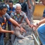 komodo surabaya
