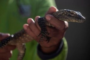 Konservasi Komodo di Surabaya: Perjalanan Menuju Kembali ke Alam Liar