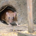 819480832.jpg Hantavirus ,Surabaya